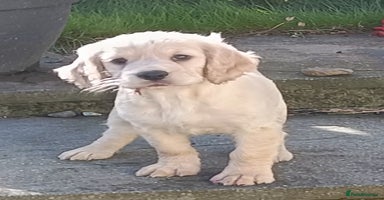 Cocker Spaniel dogs - Advert 13