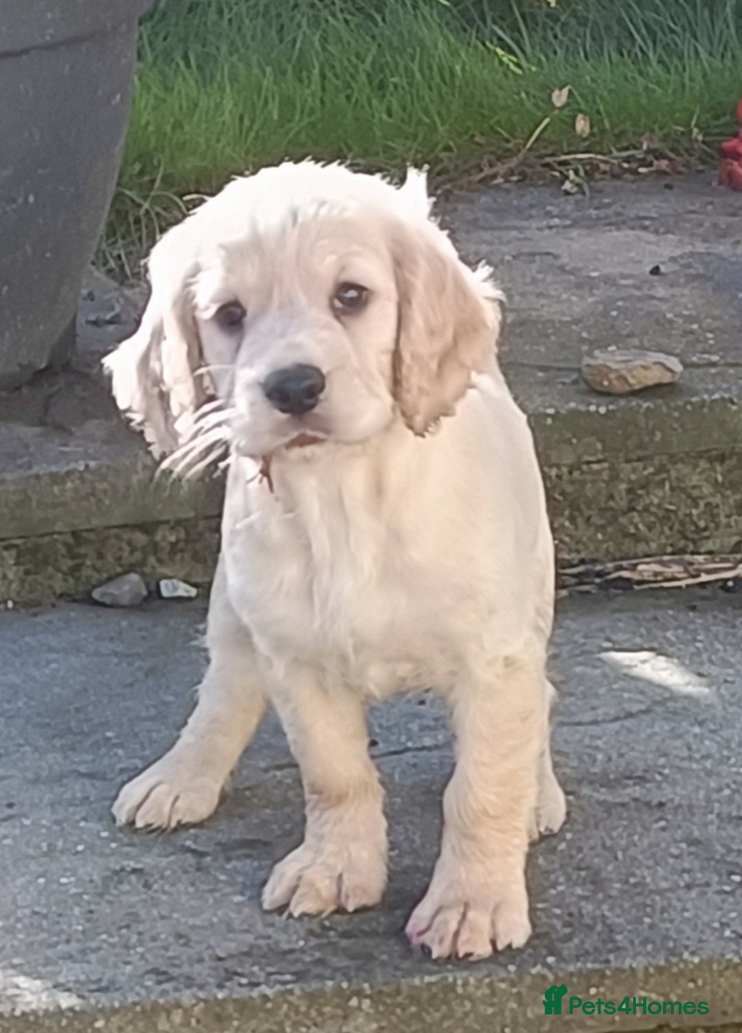 Cocker Spaniel dogs for sale: Cocker spaniel puppies for sale  - Image 3