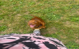 Cocker Spaniel dogs for sale: 6 month old Cocker Spaniel  - Image 1