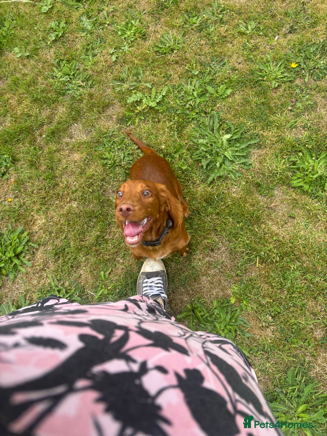 Cocker Spaniel dogs for sale: 6 month old Cocker Spaniel  - Image 1