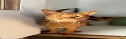 Abyssinian cats for sale: Beautiful British Shorthair x Abyssinian Kittens - Advert 3