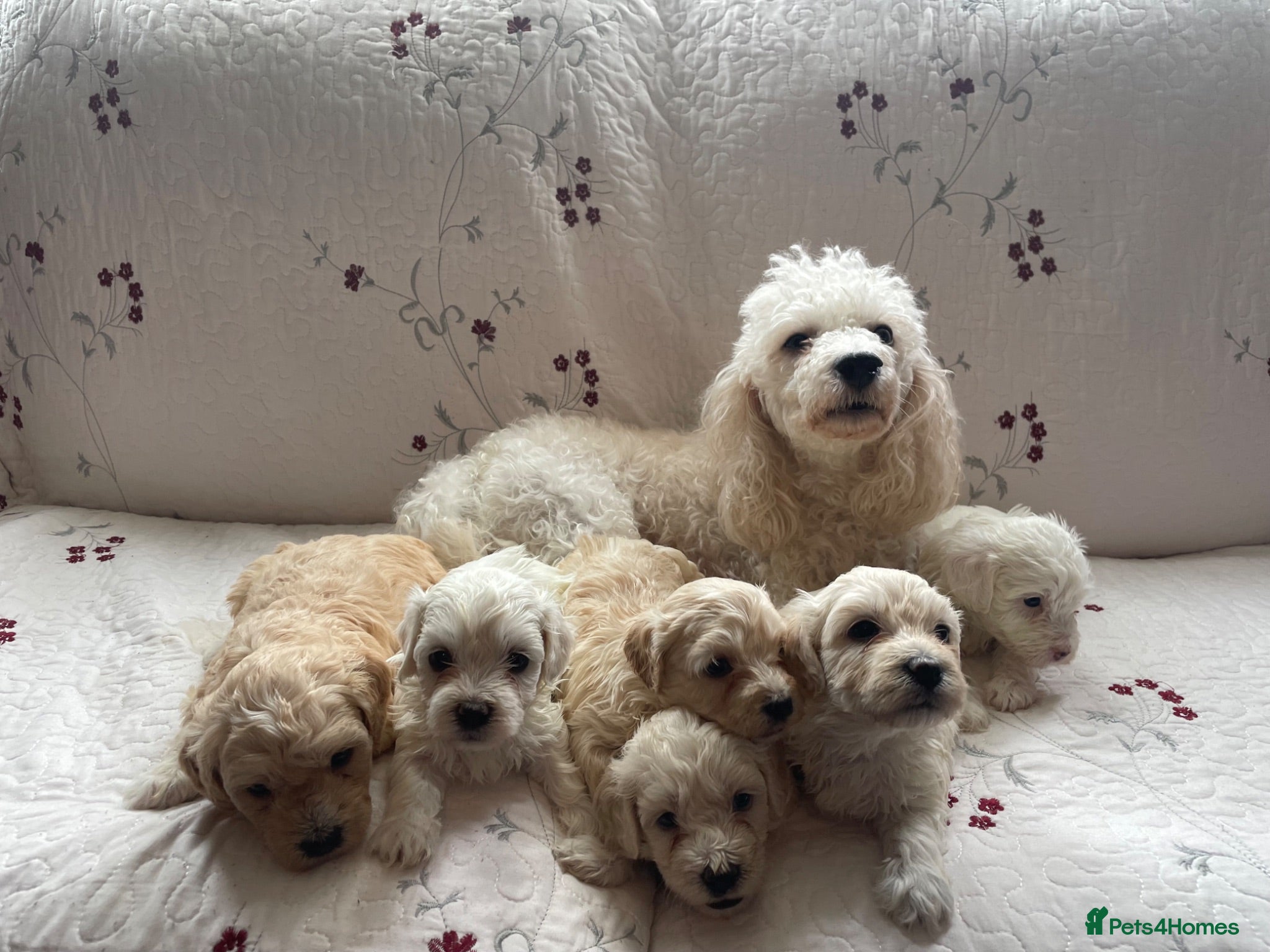 Maltipoo dogs Gorgeous maltipoo puppies  - Advert 1