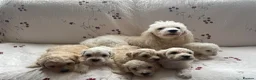 Maltipoo dogs for sale: Gorgeous maltipoo puppies  - Advert 1