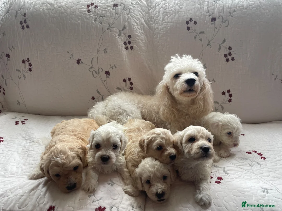Maltipoo dogs for sale: Gorgeous maltipoo puppies  - Advert 1