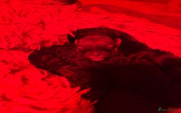 Poochon dogs for sale: Poochon puppies for sale - Image 14