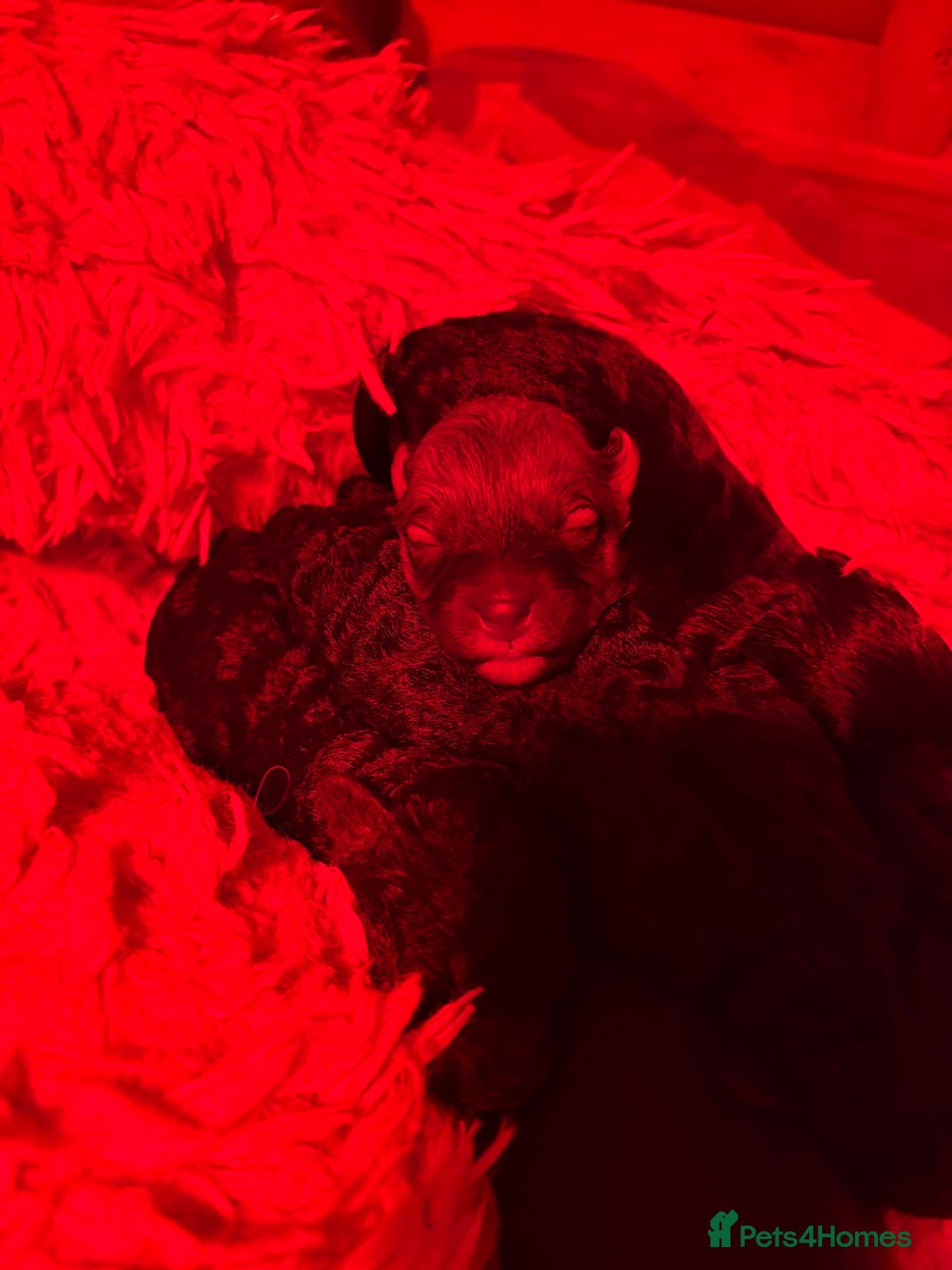 Poochon dogs for sale: Poochon puppies for sale - Image 14