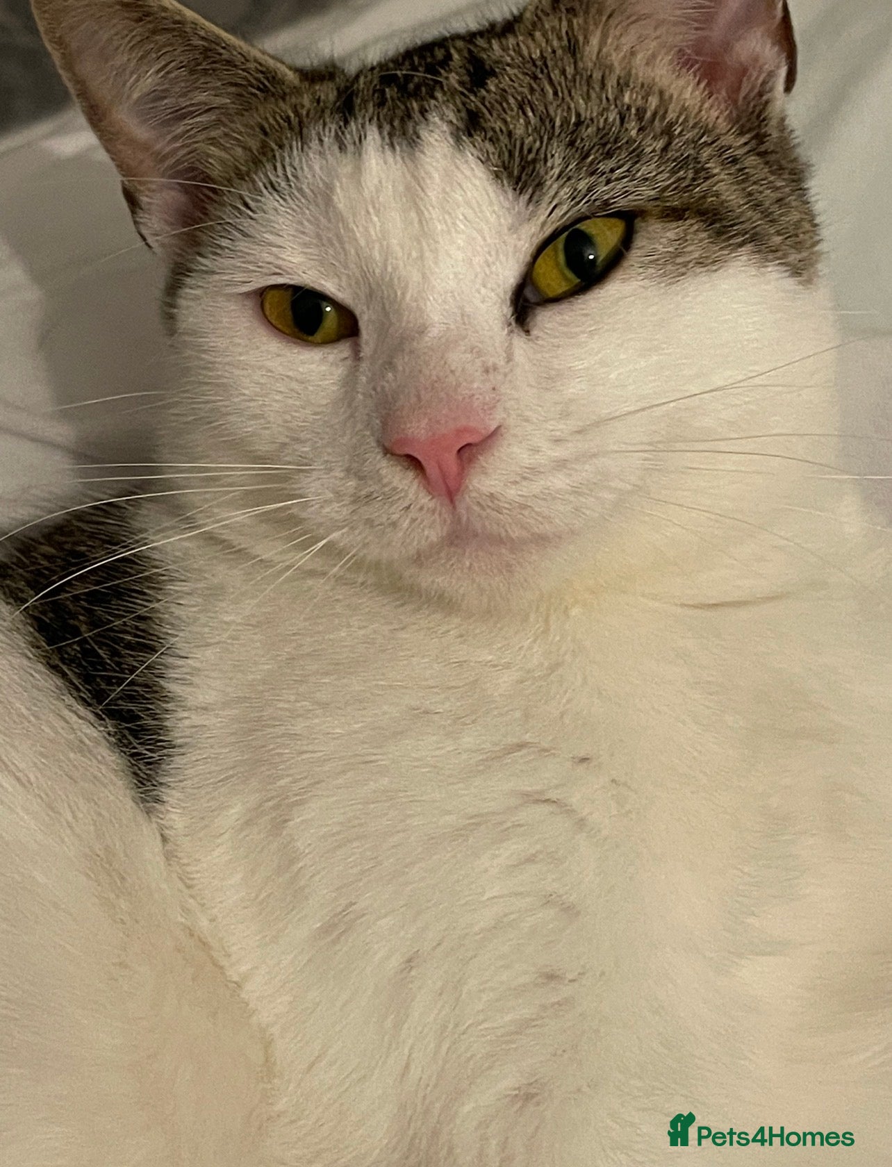 Mixed Breed cats Trained, cute and funny male cat, Mylo in Cheadle - Advert 1