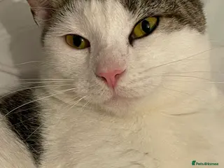 Mixed Breed cats Trained, cute and funny male cat, Mylo in Cheadle - Advert 1