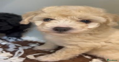Maltipoo dogs - Advert 8