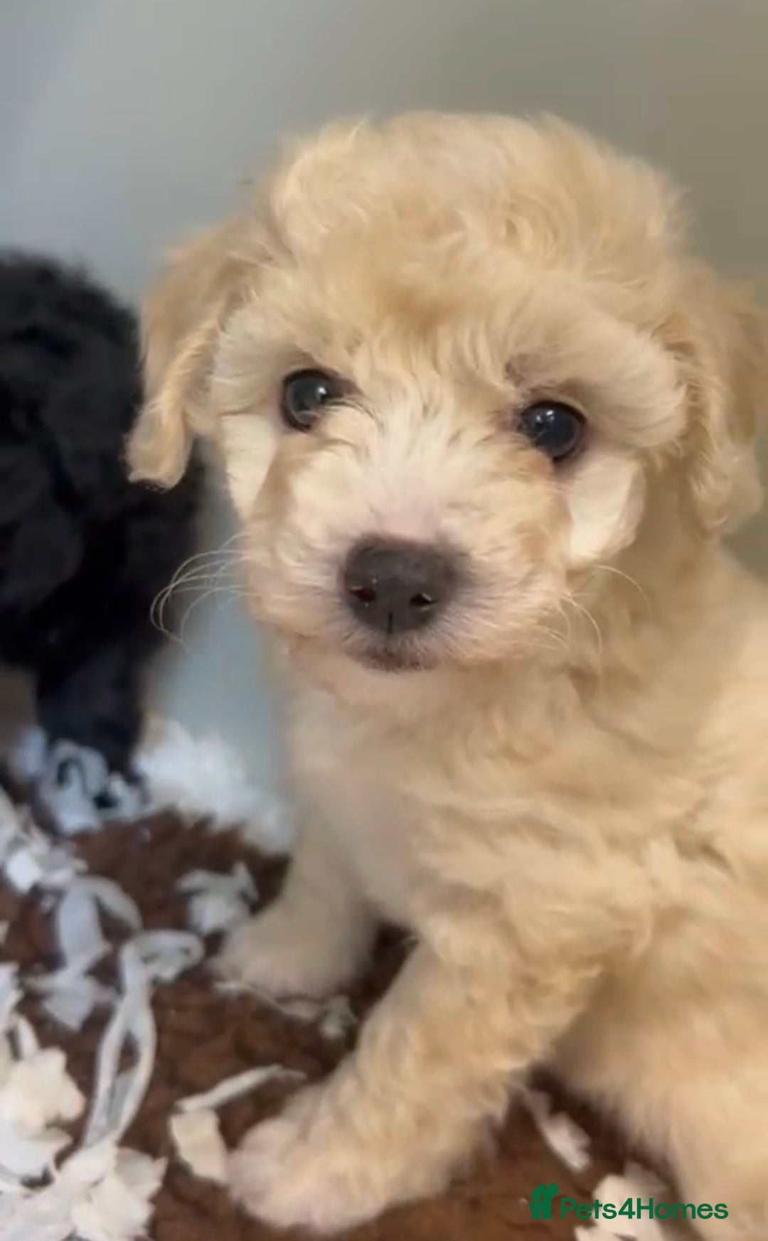 Maltipoo dogs for sale: Fully dna tested Maltipoos  - Image 3