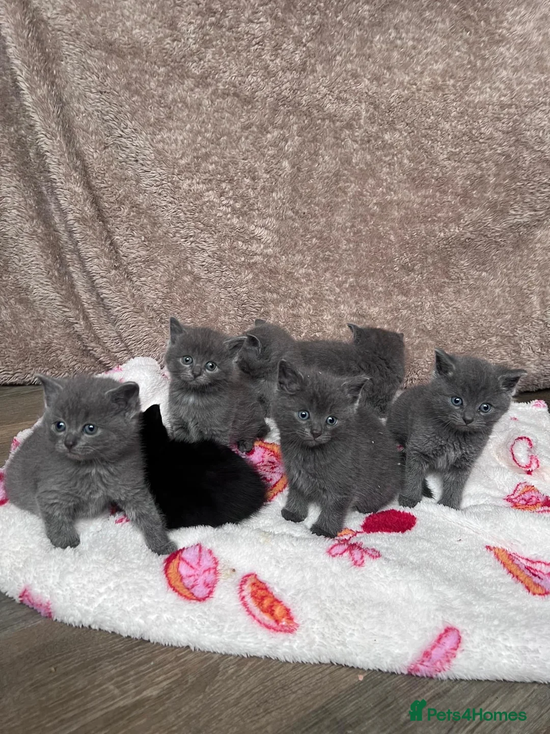 British Shorthair cats for sale: Short hair British blue cross breed  in Boston - Advert 13