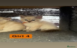 Ragdoll cats for sale: *stunning* litter of 7 ragdoll kittens  - Image 20