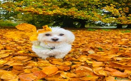 Maltese dogs for sale: ✨ Exquisite Maltese Puppies Available✨ - Advert 18