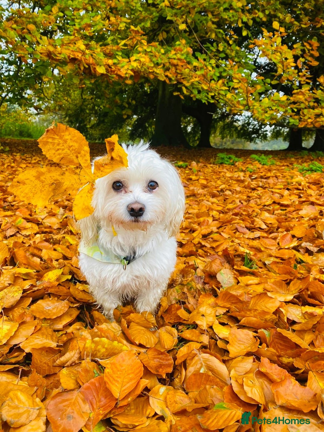 Maltese dogs for sale: ✨ Exquisite Maltese Puppies Available✨ - Advert 18