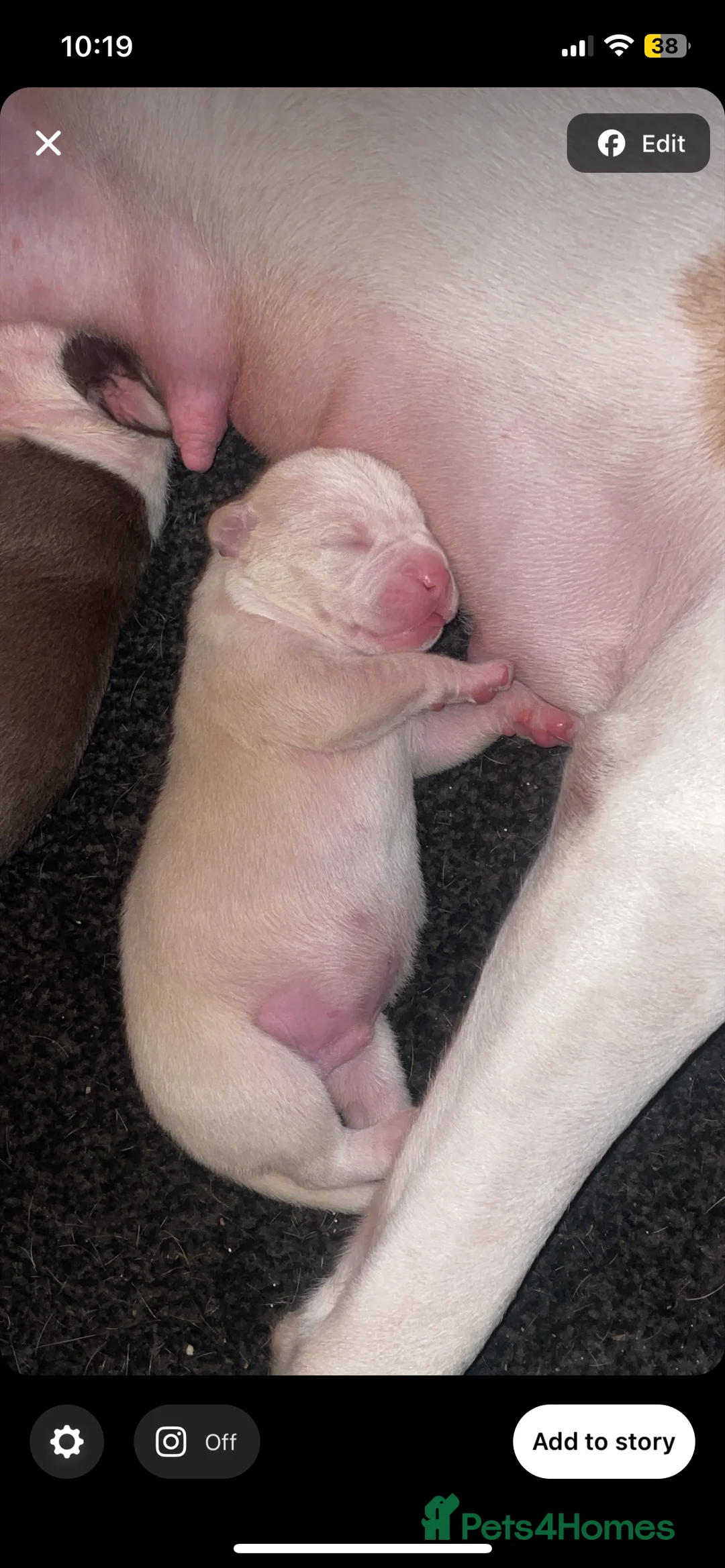 American Bull Staffy dogs for sale: Beautiful pups 4boys 2girls  **  Manchester - Advert 7