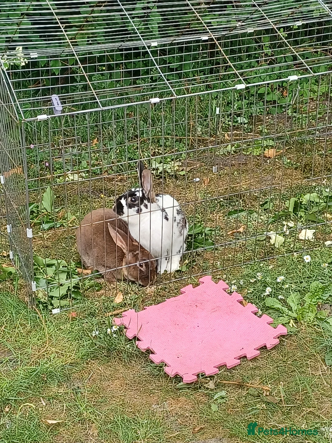 Rex rabbits for sale: 2 beautiful male rex rabbits in Leighton Buzzard - Advert 2