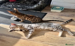 Bengal cats for sale: Pure breed bengals  - Image 7