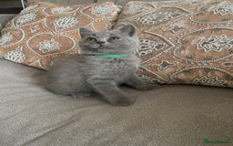 British Shorthair cats for sale: Four tiny heart-stealers looking for loving home - Image 6