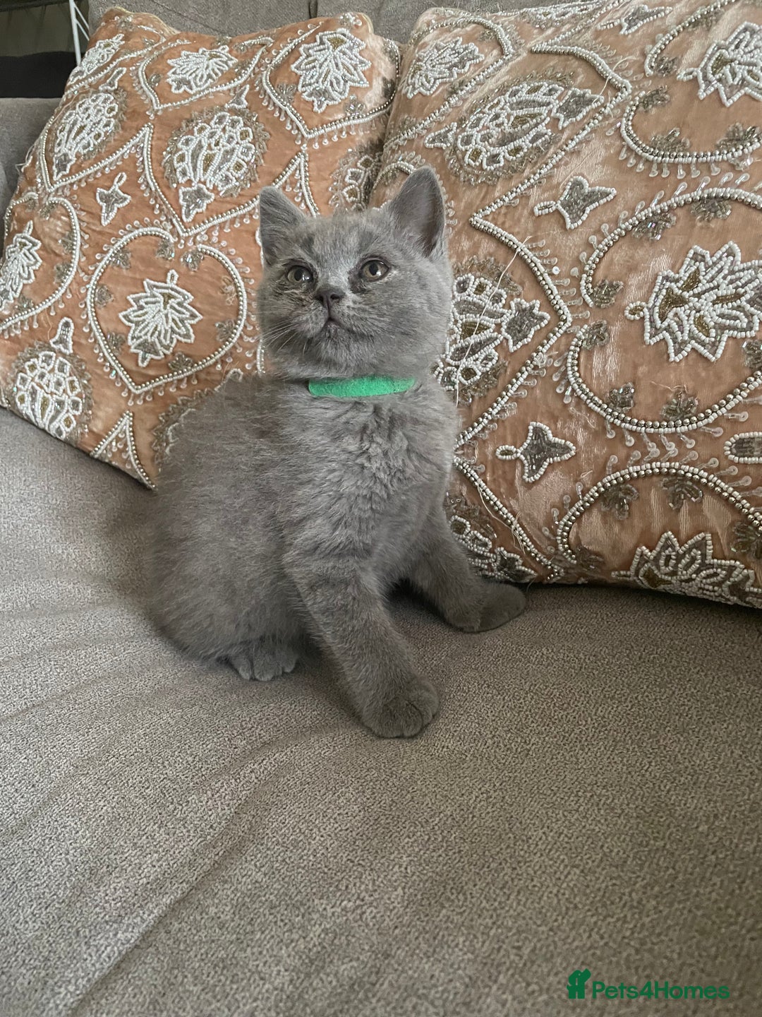 British Shorthair cats for sale: Four tiny heart-stealers looking for loving home - Image 6