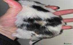 Mixed Breed cats for sale: 3 beautifully marked white/ black / ginger kittens - Image 10