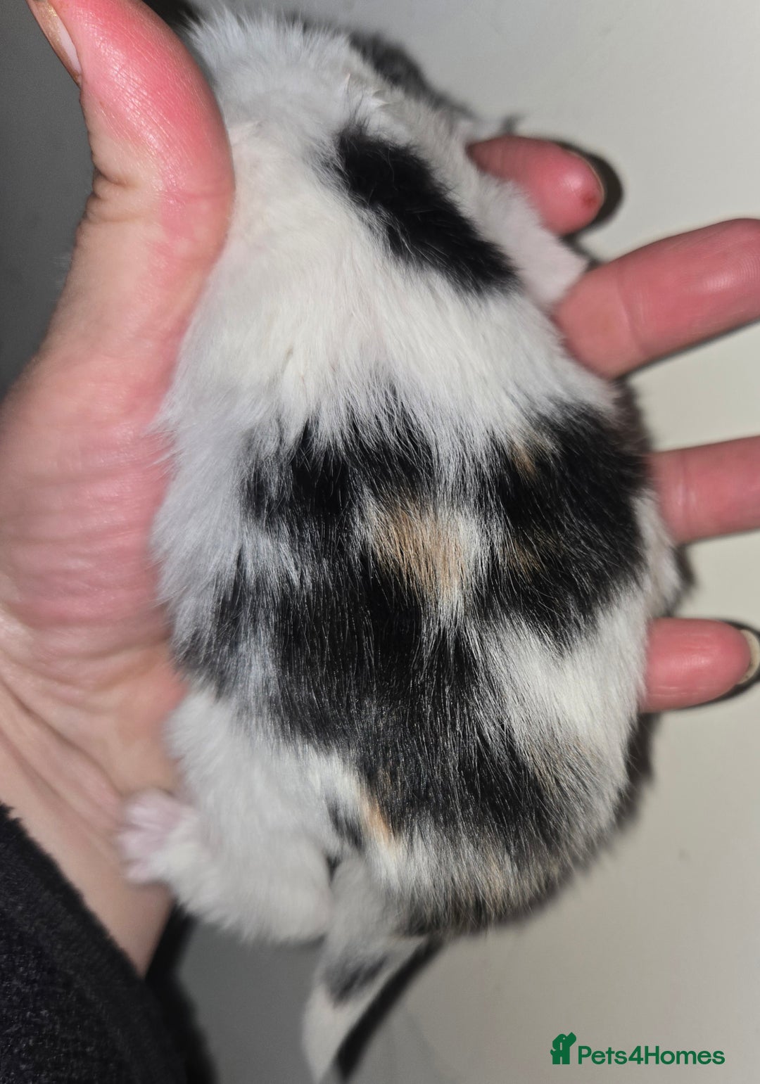 Mixed Breed cats for sale: 3 beautifully marked white/ black / ginger kittens - Image 10