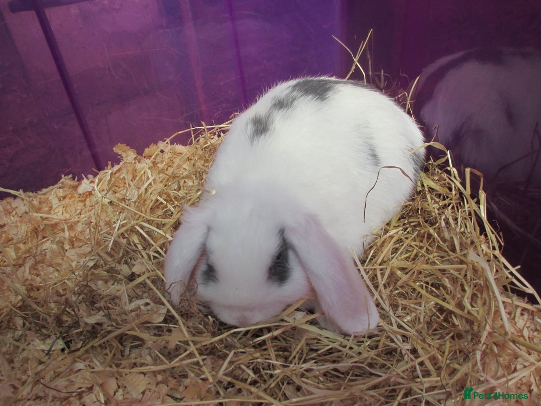 Mini Lop rabbits for sale: Baby Mini Lops - Image 4