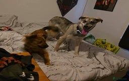 Mixed Breed dogs for adoption: Frankie for adoption - Image 6