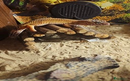 Leopard Gecko reptiles for sale: 4 leopard Geckos 1 black knight gecko - Advert 1