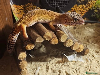 Leopard Gecko reptiles for sale: 4 leopard Geckos 1 black knight gecko - Advert 1