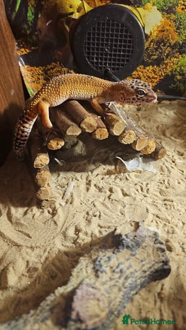 Leopard Gecko reptiles 4 leopard Geckos 1 black knight gecko - Advert 1