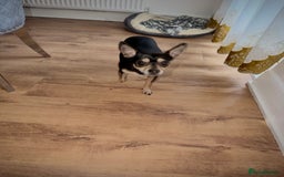 Mixed Breed dogs for sale: Scooby looking for a new loving home - Image 3