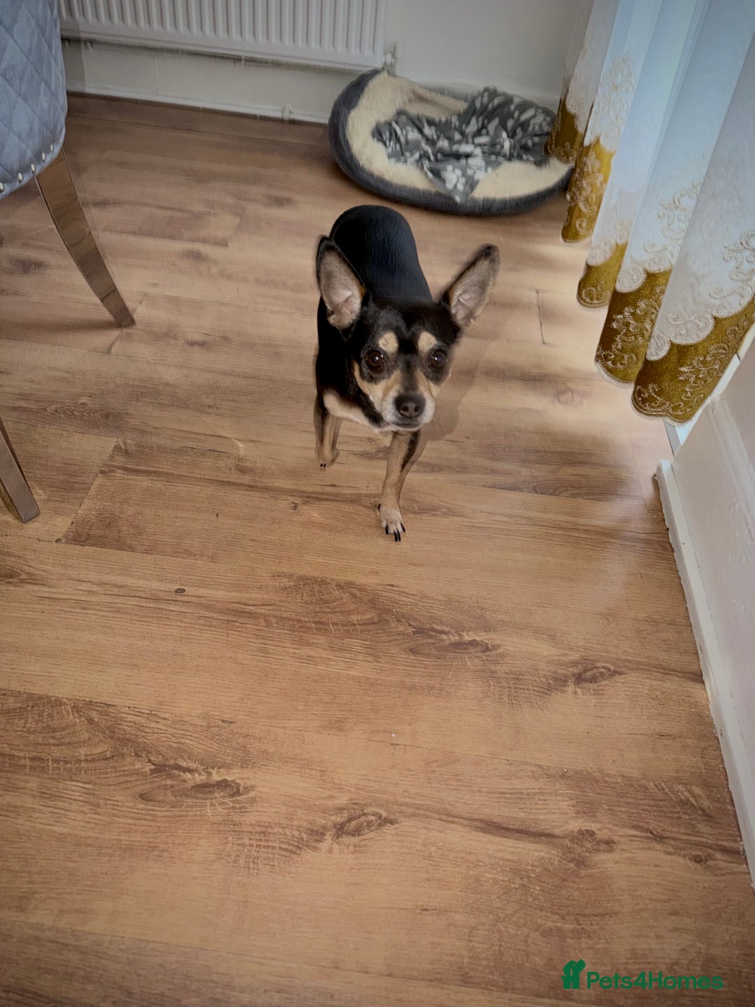 Mixed Breed dogs for sale: Scooby looking for a new loving home - Image 3