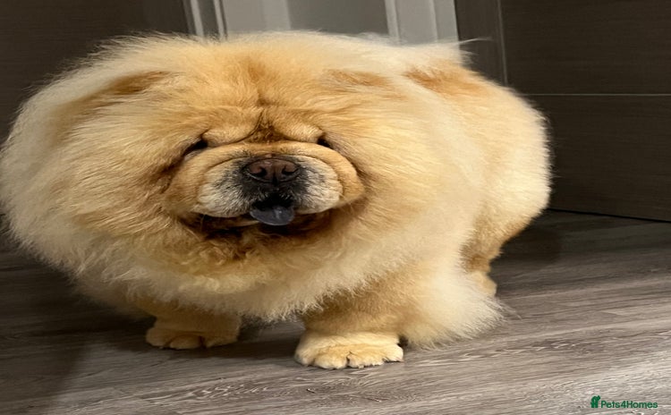 Chow Chow dogs Female looking for new home  - Advert 3