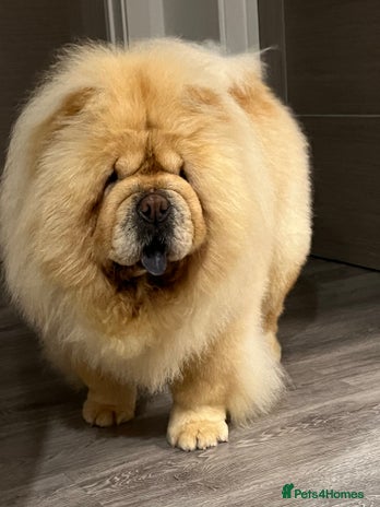 Chow Chow dogs Female looking for new home - Advert 1