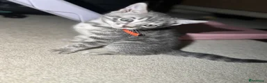 Bengal 4