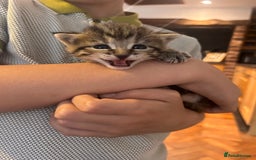 Mixed Breed cats for sale: Tabby kitten  - Image 5