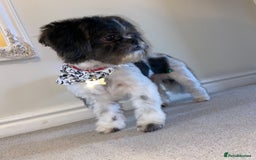 Shih Tzu dogs for stud: First Time Stood  - Advert 4