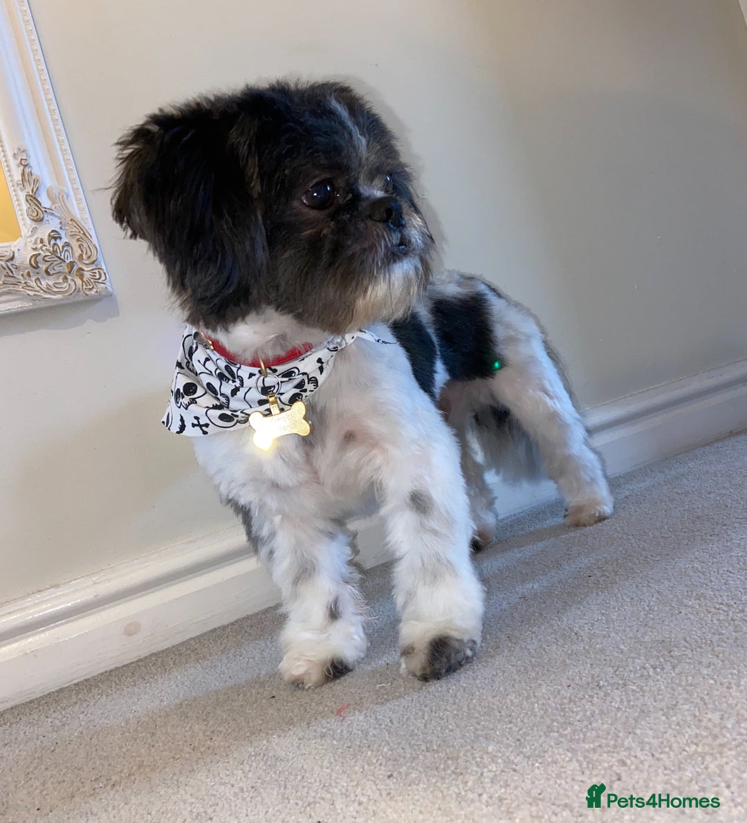 Shih Tzu dogs for stud: First Time Stood  - Advert 4