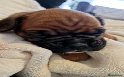 Boxer dogs for sale: Gorgeous Litter of 9 KC Registered Boxer Puppies - Image 21