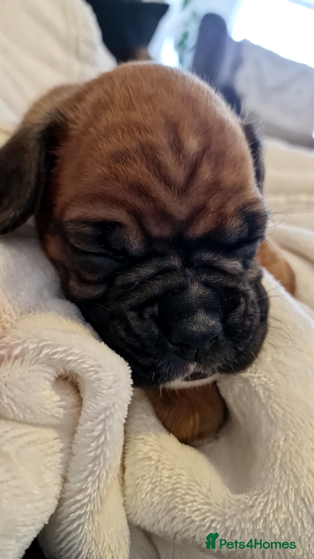 Boxer dogs for sale: Gorgeous Litter of 9 KC Registered Boxer Puppies - Image 21