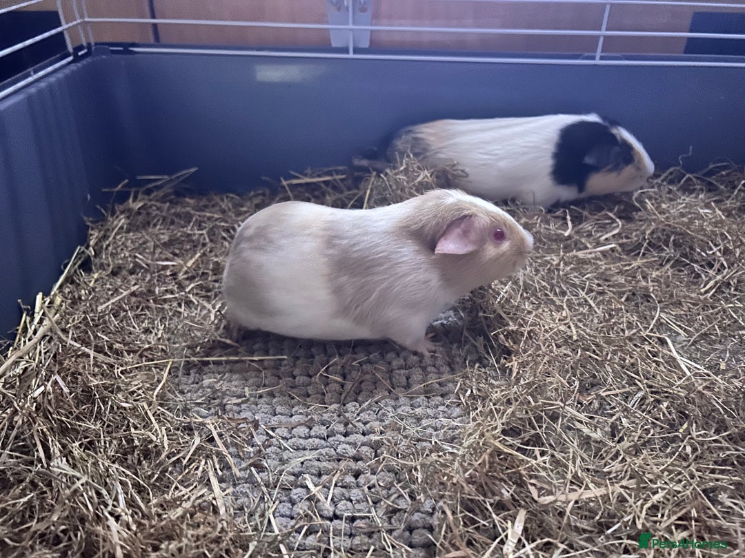 Guinea Pig rodents for sale: Female Guinea pigs for sale  - Image 2