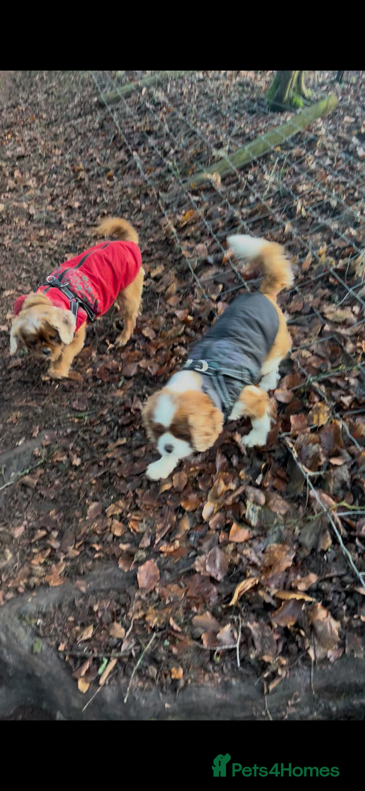 Cavalier King Charles Spaniel dogs 2 adult cavaliers (speyed)1 boy 1 girls  - Advert 9