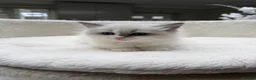 Ragdoll cats for sale: Beautiful Ragdoll Kittens – 3 Females & 2 Males - Advert 6