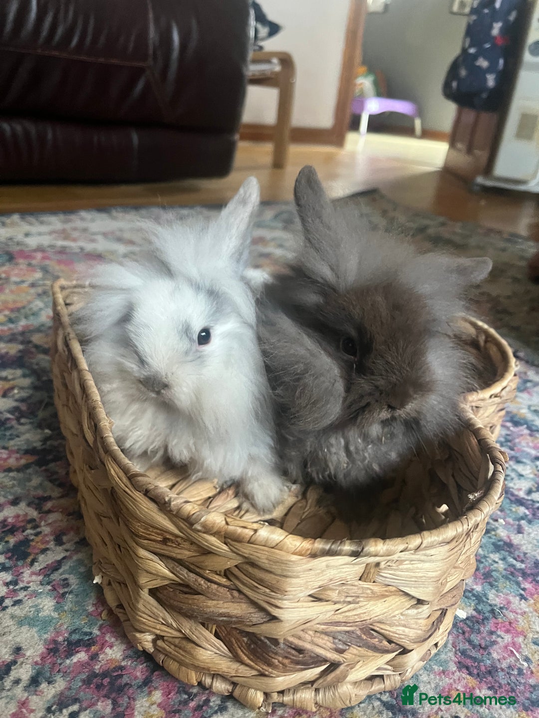 Mini Lion Lop rabbits for sale: One chocolate boy left! - Advert 2