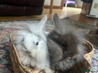 Mini Lion Lop rabbits - Advert 2