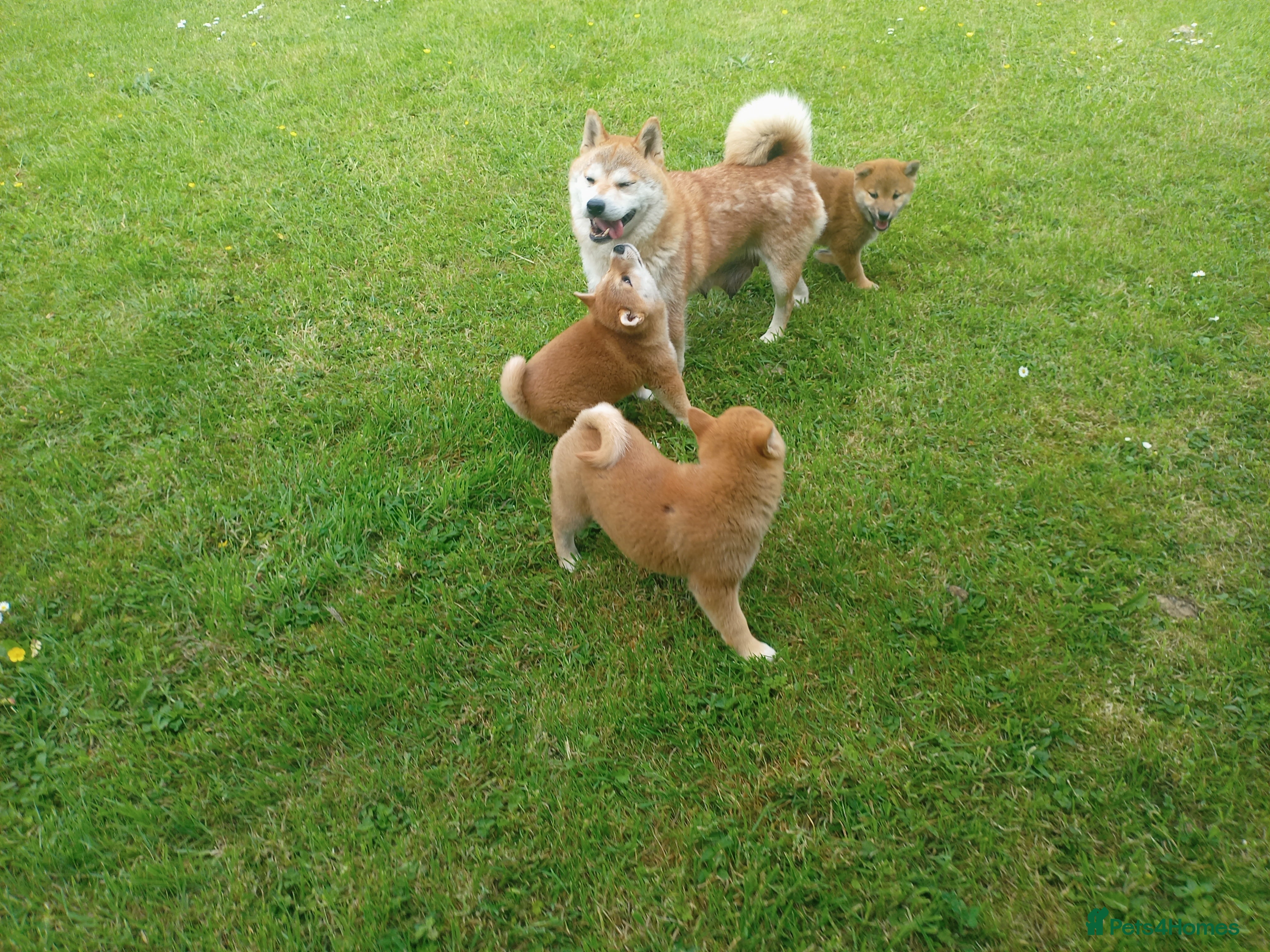 Japanese Shiba Inu dogs Japanese shiba inu puppies for sale, KC.reg  - Advert 2
