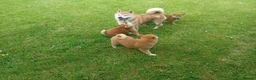 Japanese Shiba Inu dogs for sale: Japanese shiba inu puppies for sale, KC.reg  - Advert 2