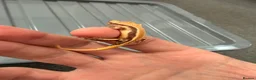 Gecko reptiles for sale: Baby crested geckos - Advert 2