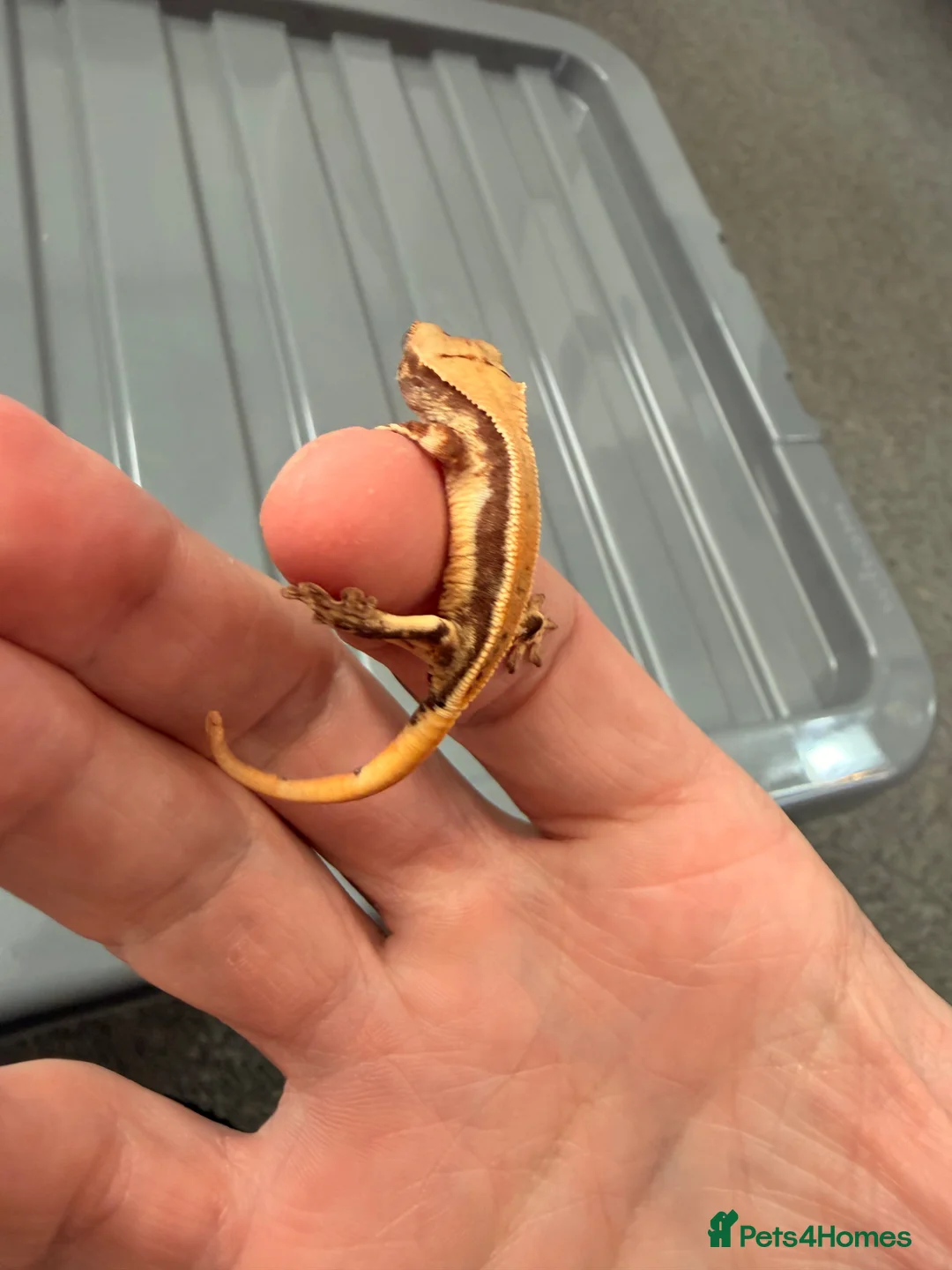 Gecko reptiles for sale: Baby crested geckos - Advert 2