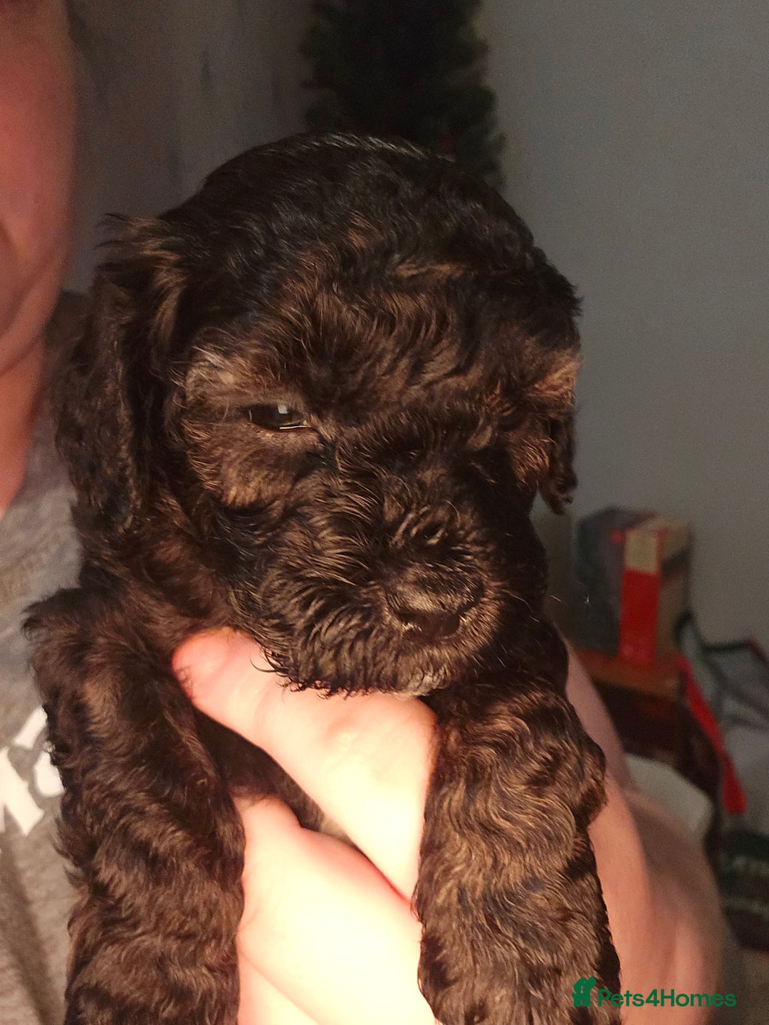 Shihpoo dogs for sale: 🐾REDUCED 2 Boys £800 - Shihpoo Puppies🐾 - Advert 26